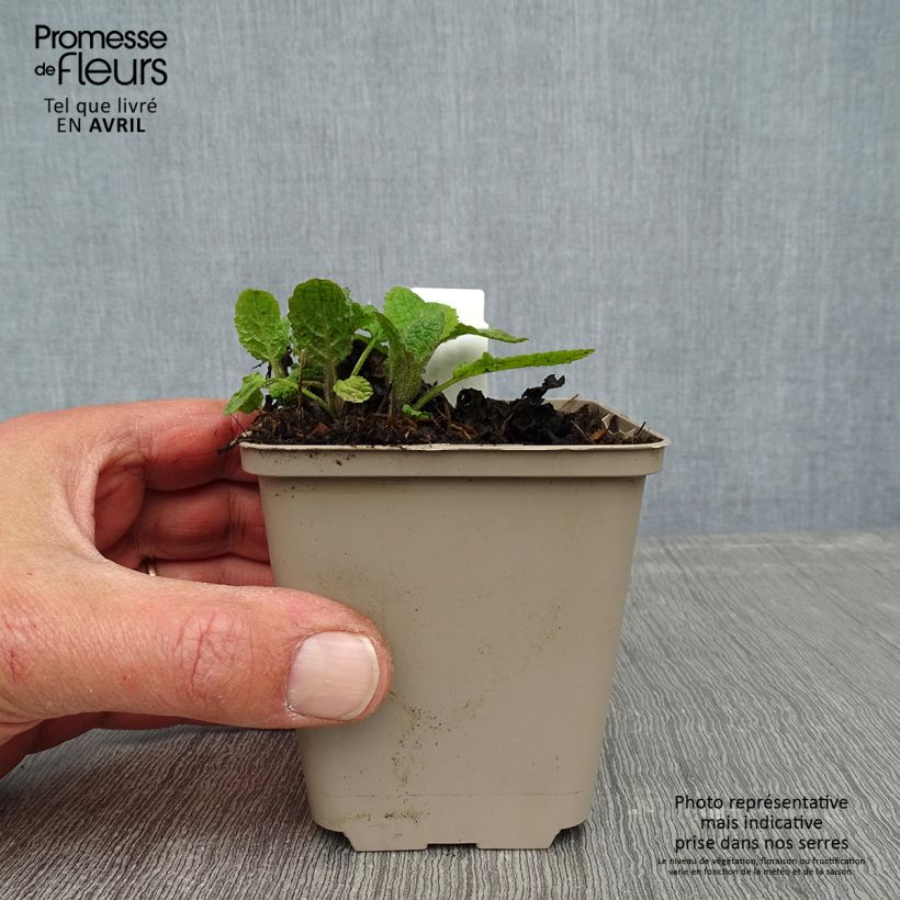 Amostra de Sálvia forsskaolei Vaso de 8/9 cm tal como entregue na primavera