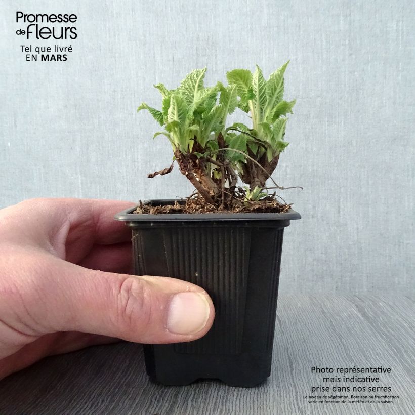 Amostra de Sálvia glutinosa Vaso de 8/9 cm tal como entregue na primavera