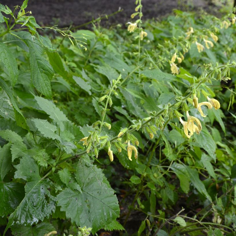 Sálvia glutinosa (Hábito)
