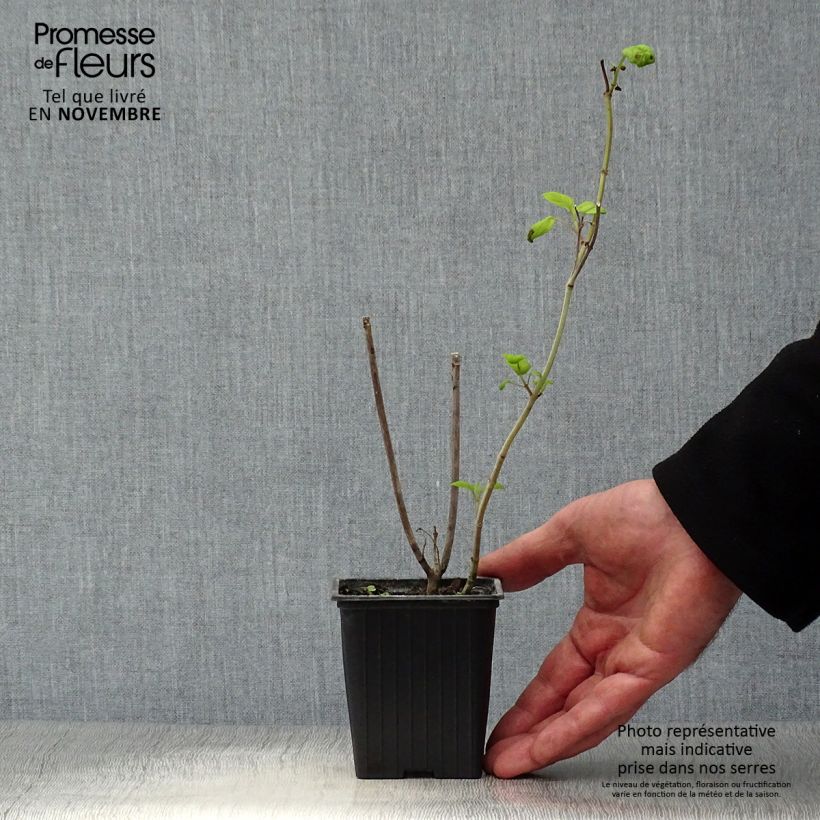Amostra de Sálvia involucrata Bethelii Vaso de 7/8 cm tal como entregue no outono