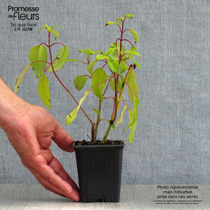 Amostra de Sálvia involucrata Bethelii Vaso de 7/8 cm tal como entregue no verão