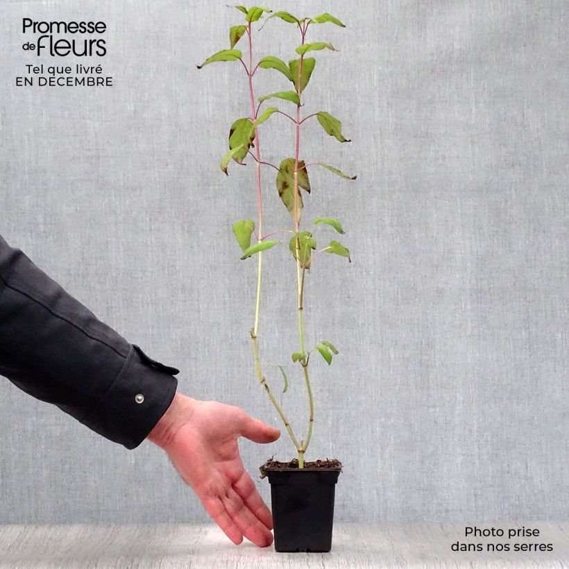 Amostra de Sauge - Salvia involucrata Bethelii Vaso de 7/8 cm tal como entregue no inverno