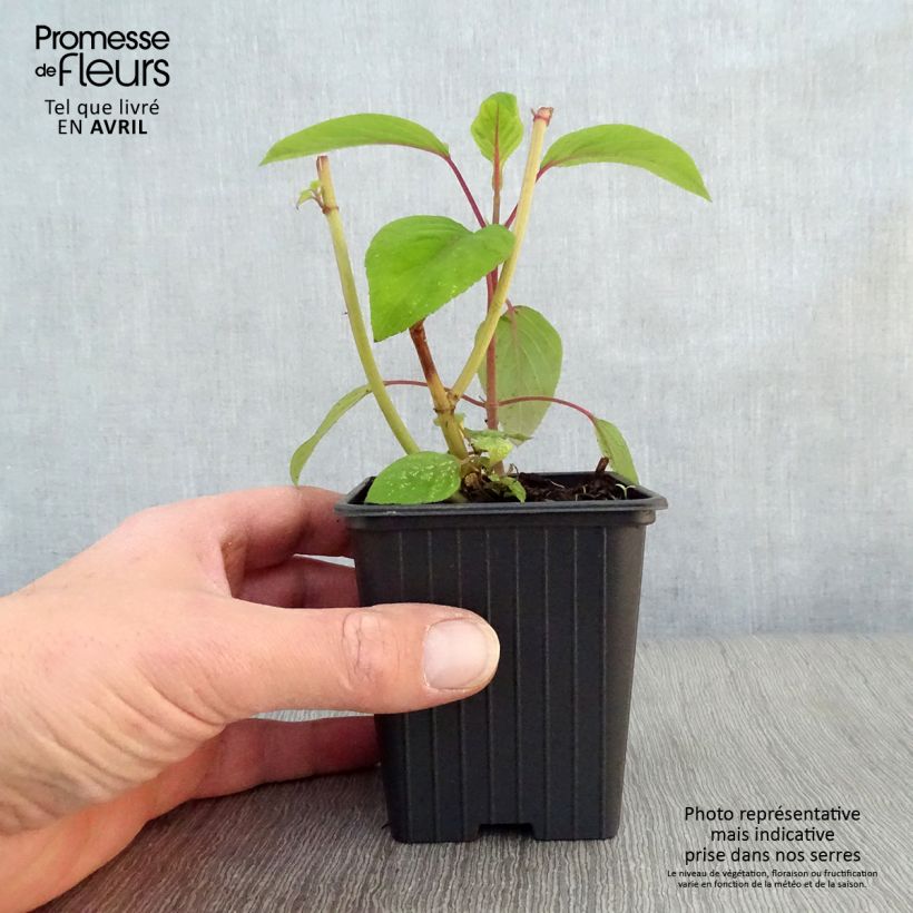 Amostra de Sálvia involucrata Bethelii Vaso de 7/8 cm tal como entregue na primavera