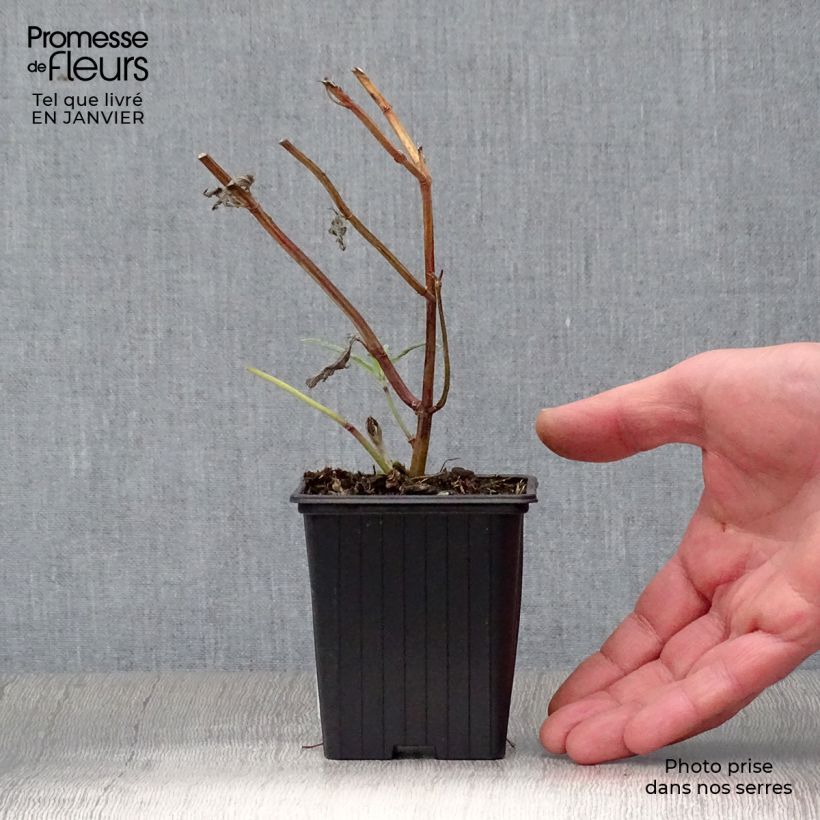 Amostra de Sálvia leucantha Vaso de 7/8 cm tal como entregue no inverno