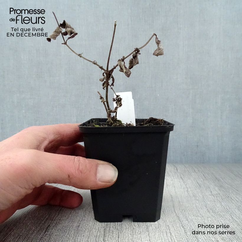 Amostra de Sauge - Salvia nemorosa Amethyst Vaso de 8/9 cm tal como entregue no inverno