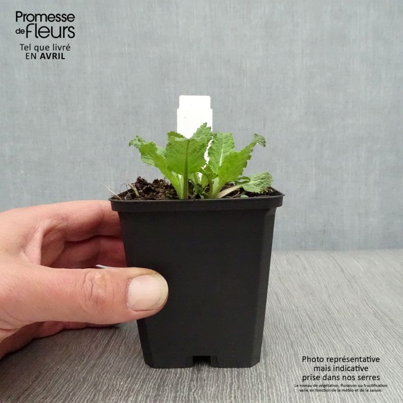 Amostra de Sálvia nemorosa Amethyst Vaso de 8/9 cm tal como entregue na primavera