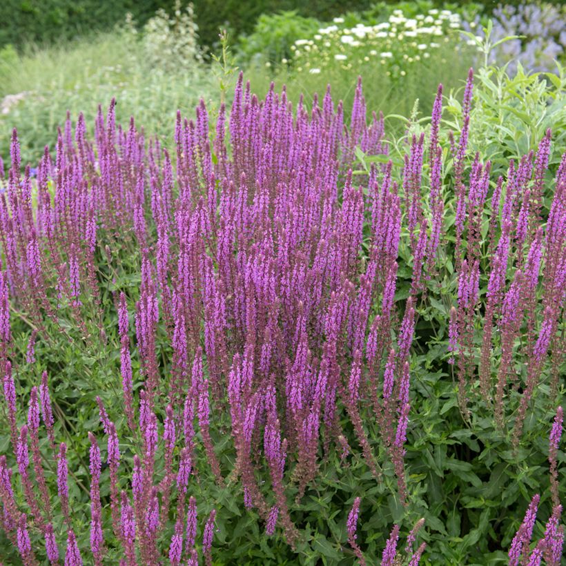 Sálvia nemorosa Amethyst (Hábito)