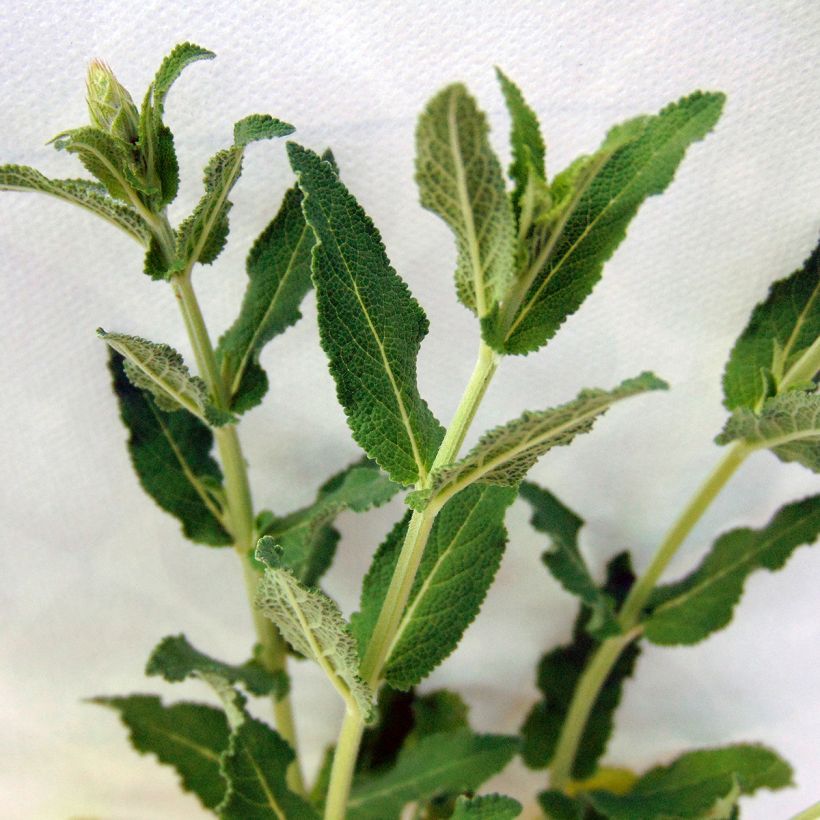 Sálvia nemorosa Blauhügel (Folhagem)