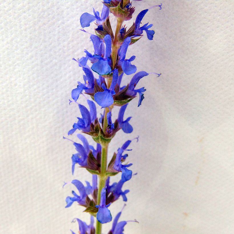 Sálvia nemorosa Blauhügel (Floração)