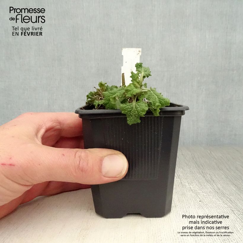 Amostra de Sálvia nemorosa Blauhügel Vaso de 8/9 cm tal como entregue no inverno