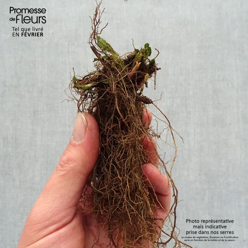 Amostra de Sálvia nemorosa Caradonna Pink Raízes nuas tal como entregue no inverno