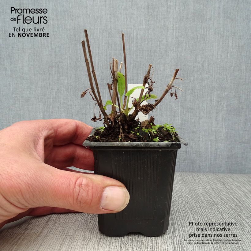 Amostra de Sálvia nemorosa Caradonna Vaso de 8/9 cm tal como entregue no outono