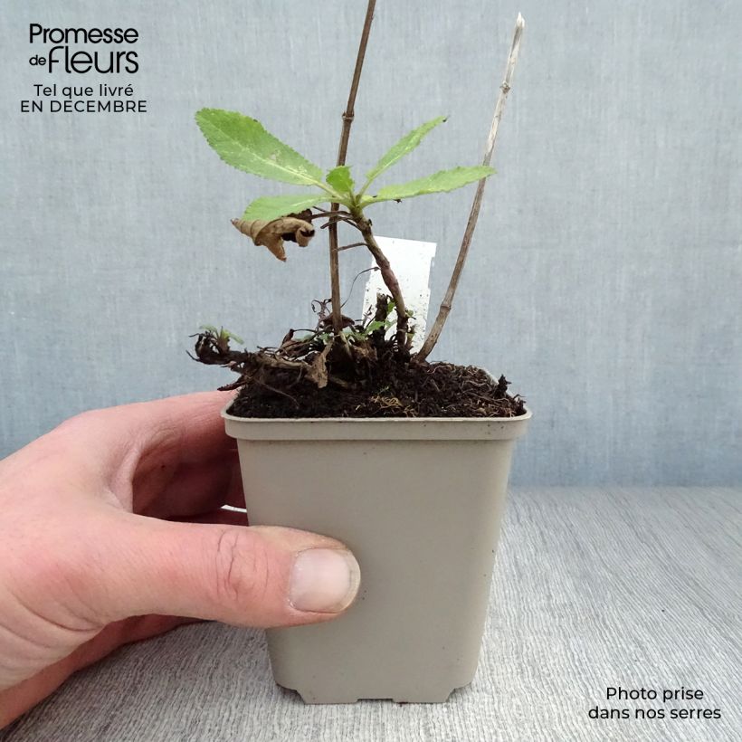 Amostra de Sálvia nemorosa Caradonna Vaso de 8/9 cm tal como entregue no inverno