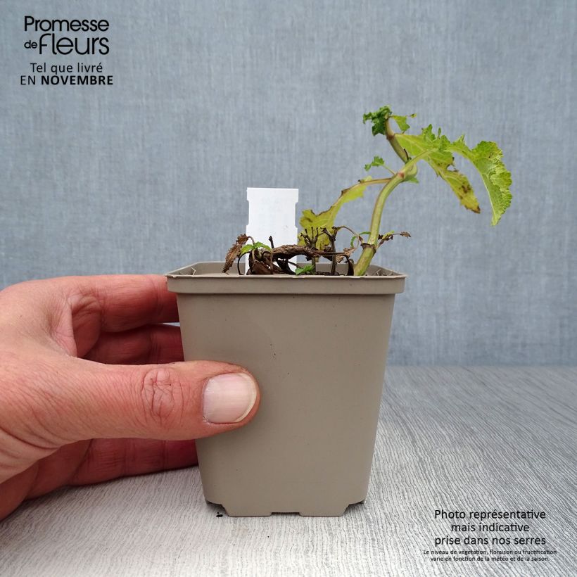 Amostra de Sálvia nemorosa Schwellenburg Vaso de 8/9 cm tal como entregue no outono