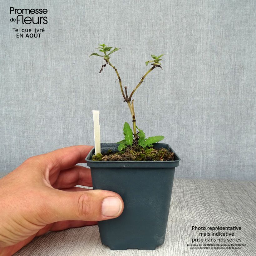 Amostra de Sálvia nemorosa Schwellenburg Vaso de 8/9 cm tal como entregue no verão