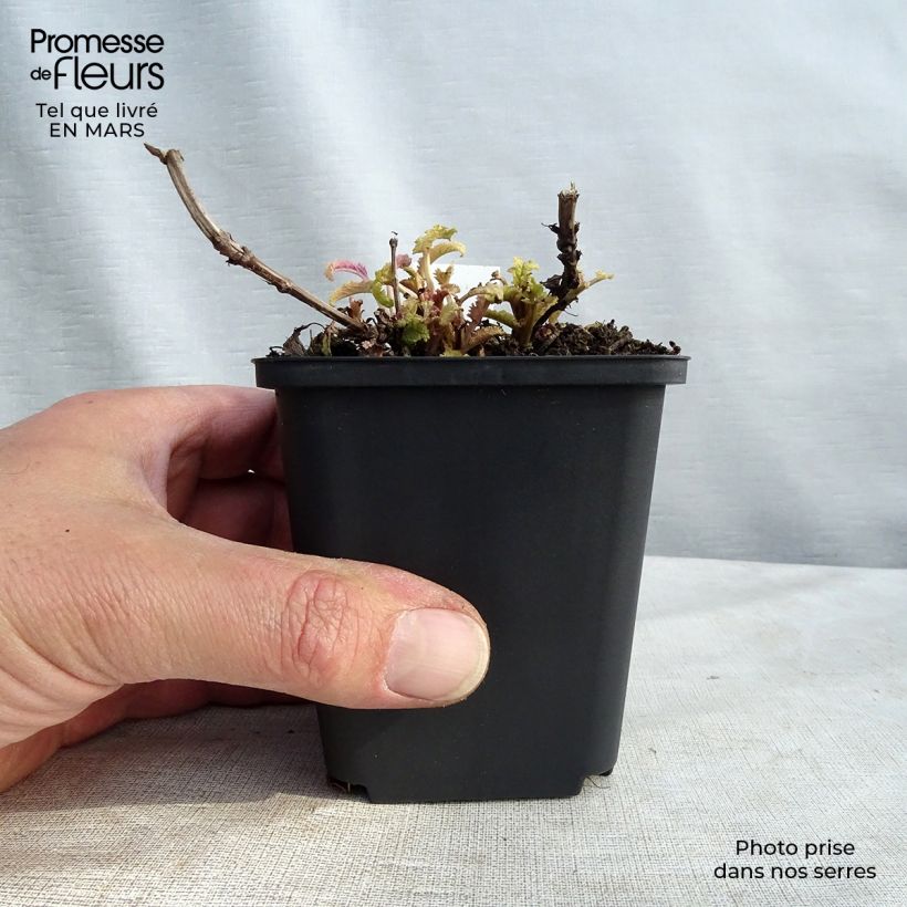 Amostra de Sálvia nemorosa Schwellenburg Vaso de 8/9 cm tal como entregue no inverno