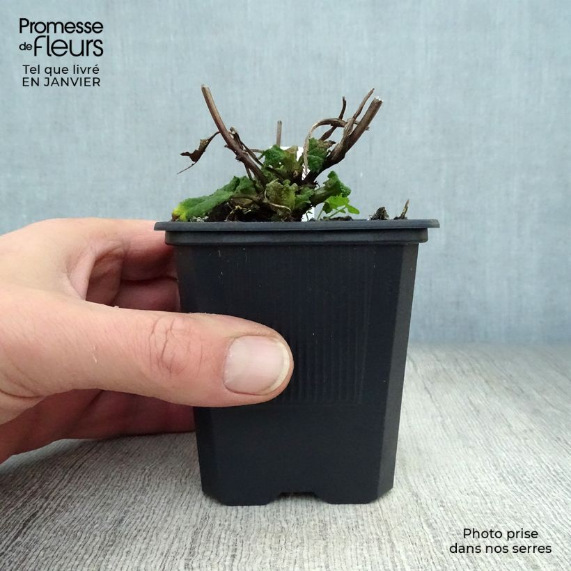 Amostra de Sauge - Salvia sylvestris Rhapsody in Blue Vaso de 8/9 cm tal como entregue no inverno