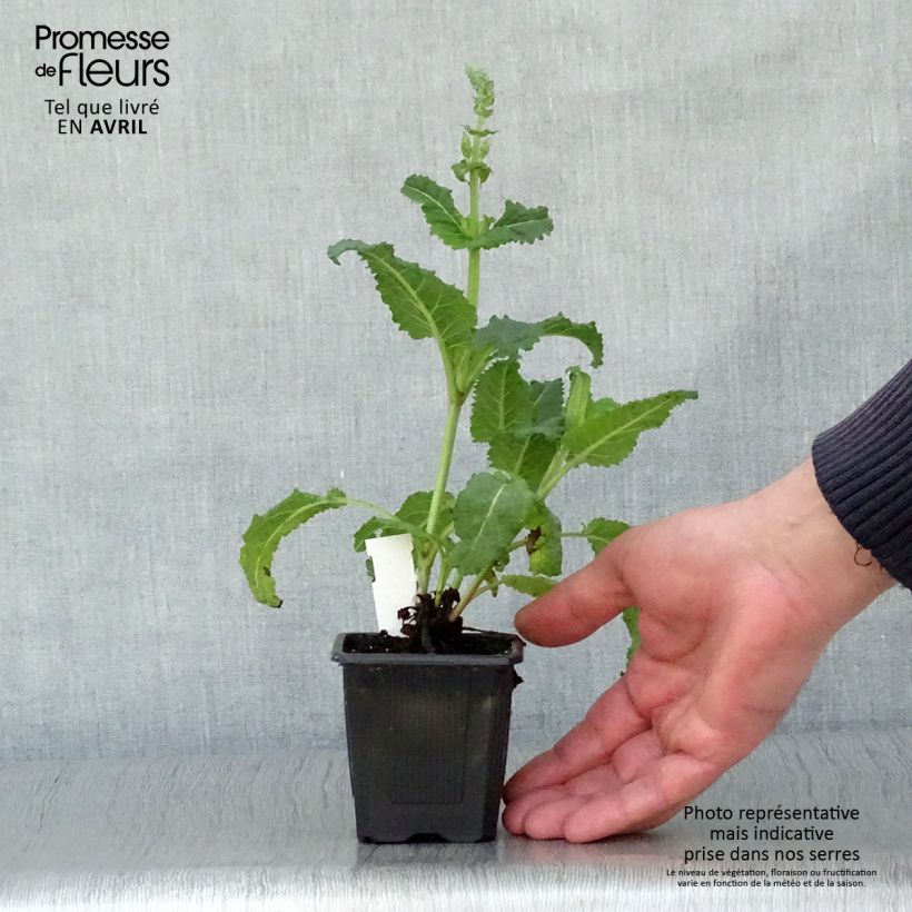 Amostra de Sálvia sylvestris Rhapsody in Blue Vaso de 8/9 cm tal como entregue na primavera