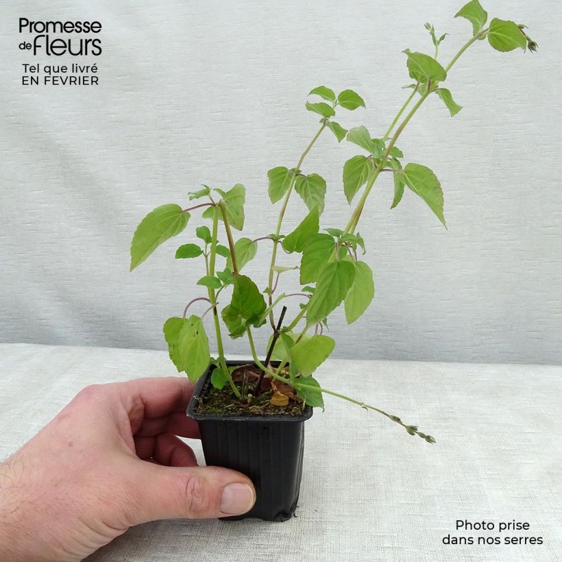 Amostra de Salva-ananás Tangerine - Salvia elegans Vaso de 7/8 cm tal como entregue no inverno