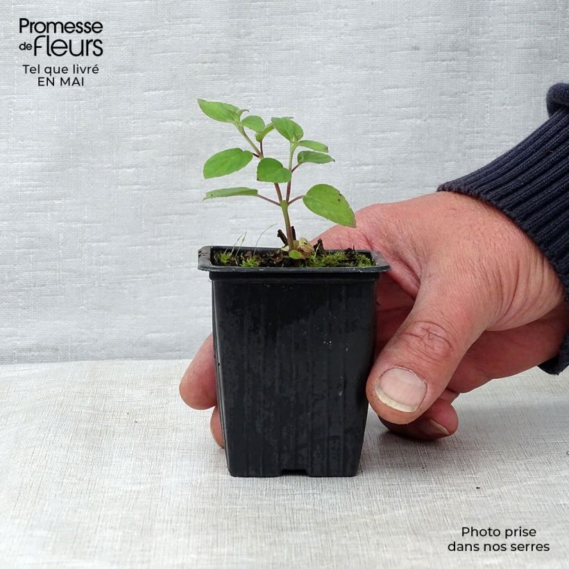 Amostra de Salva-ananás Tangerine - Salvia elegans Vaso de 7/8 cm tal como entregue na primavera