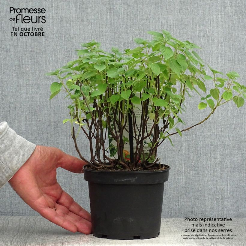Amostra de Salva-ananás Tangerine - Salvia elegans Vaso de 1,5 L/2 L tal como entregue no outono