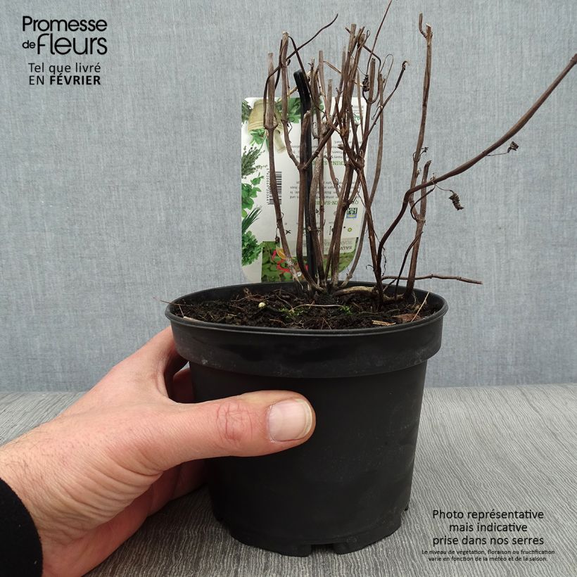 Amostra de Salva-ananás Tangerine - Salvia elegans Vaso de 1,5 L/2 L tal como entregue no inverno