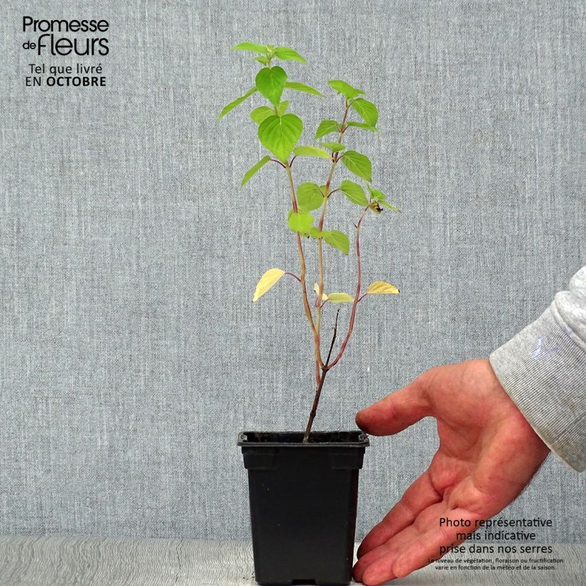 Amostra de Salva-ananás Tangerine - Salvia elegans Vaso de 7/8 cm tal como entregue no outono