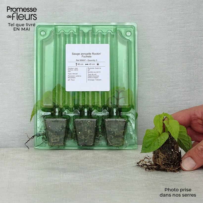 Amostra de Sauge annuelle Rockin' Fuchsia Mini-motte Ø 3/4 cm tal como entregue na primavera