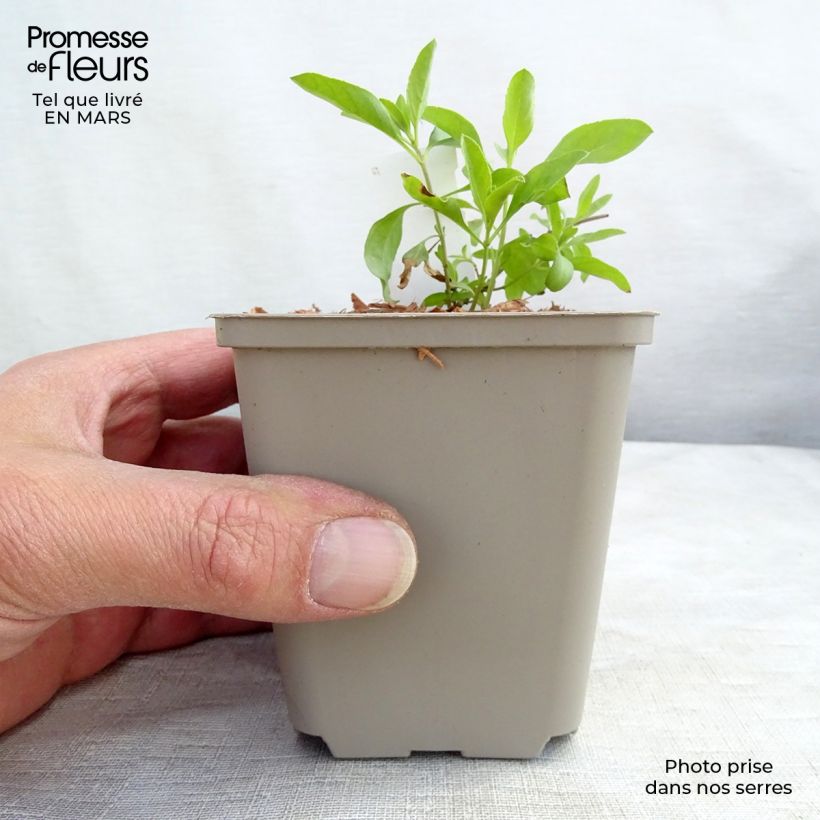 Amostra de Sálvia greggii Amethyst Lips Vaso de 8/9 cm tal como entregue na primavera