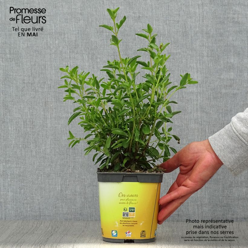 Amostra de Sálvia jamensis Belle de Loire Vaso de 2 L/3 L tal como entregue na primavera