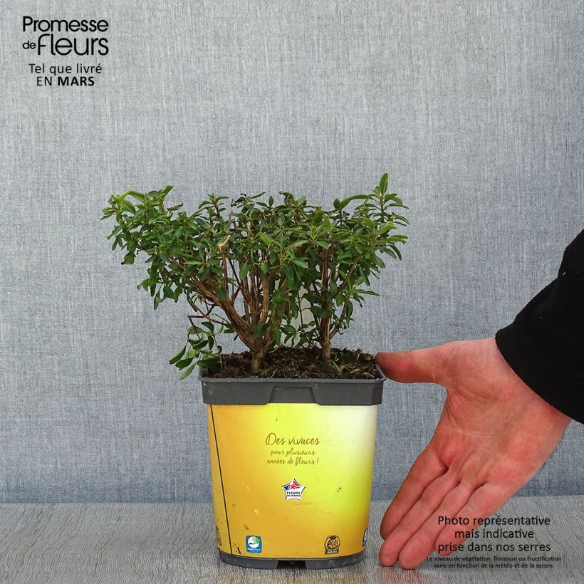 Amostra de Sálvia jamensis Belle de Loire Vaso de 2 L/3 L tal como entregue no inverno