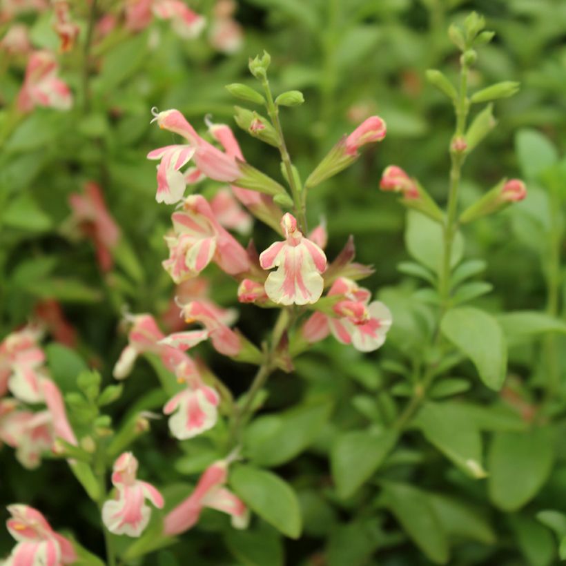 Sálvia jamensis Belle de Loire (Floração)
