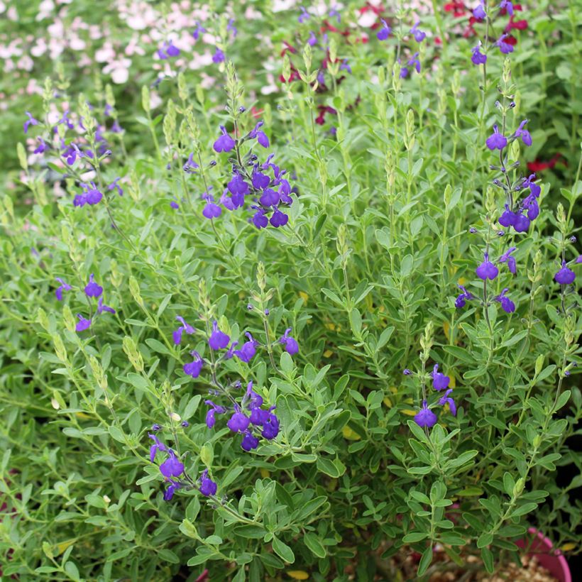 Sálvia microphylla Blue Note® (Hábito)