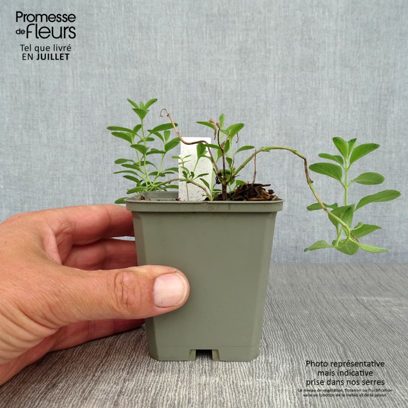 Amostra de Sálvia microphylla Blue Note® Vaso de 8/9 cm tal como entregue no verão