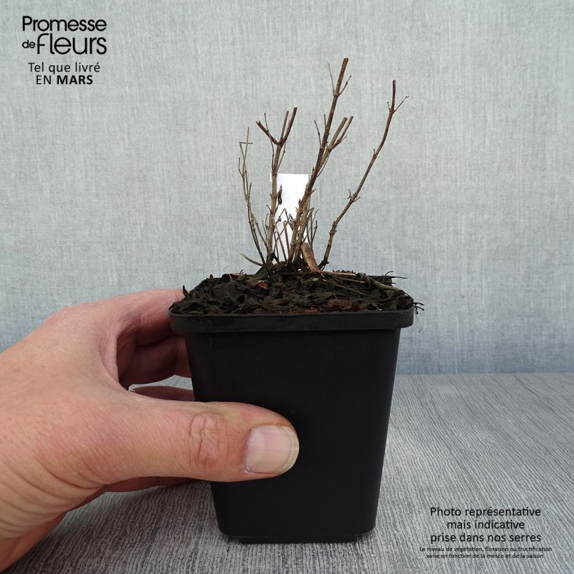 Amostra de Sálvia microphylla Blue Note® Vaso de 8/9 cm tal como entregue na primavera