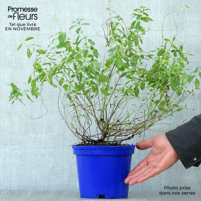 Amostra de Sálvia microphylla Blue Note® Vaso de 2 L/3 L tal como entregue no outono