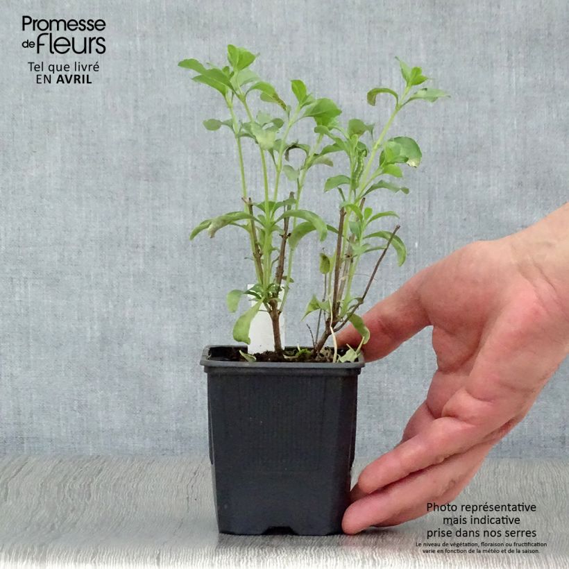 Amostra de Sálvia jamensis California Sunset Vaso de 8/9 cm tal como entregue na primavera