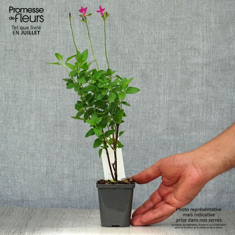 Amostra de Sálvia microphylla Cerro Potosi Vaso de 7/8 cm tal como entregue no verão