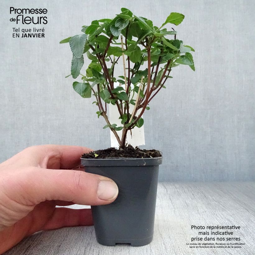 Amostra de Sálvia microphylla Cerro Potosi Vaso de 7/8 cm tal como entregue no inverno