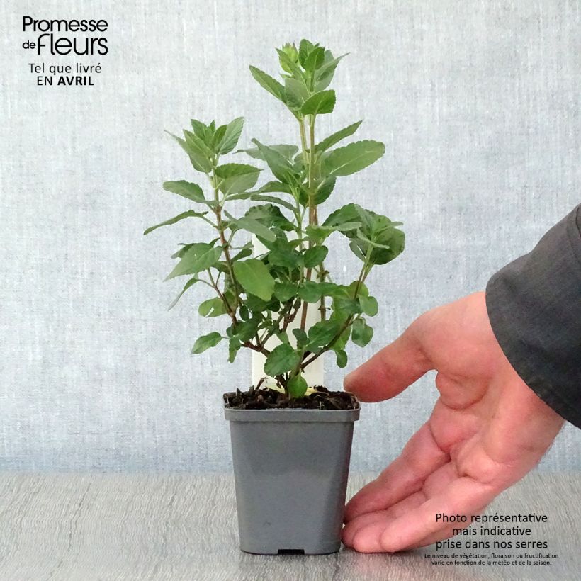 Amostra de Sálvia microphylla Cerro Potosi Vaso de 7/8 cm tal como entregue na primavera