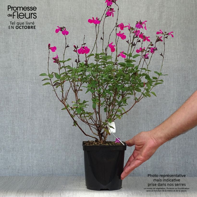 Amostra de Sálvia microphylla Cerro Potosi Vaso de 2 L/3 L tal como entregue no outono