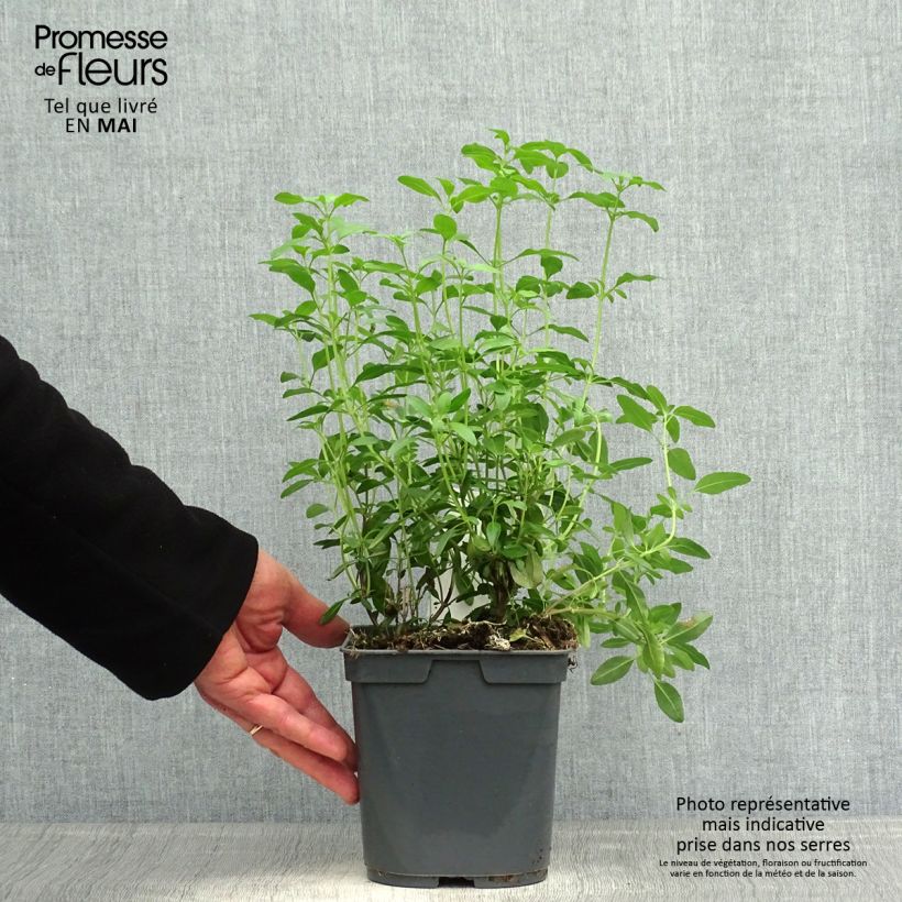 Amostra de Sálvia greggii Icing Sugar Vaso de 2 L/3 L tal como entregue na primavera