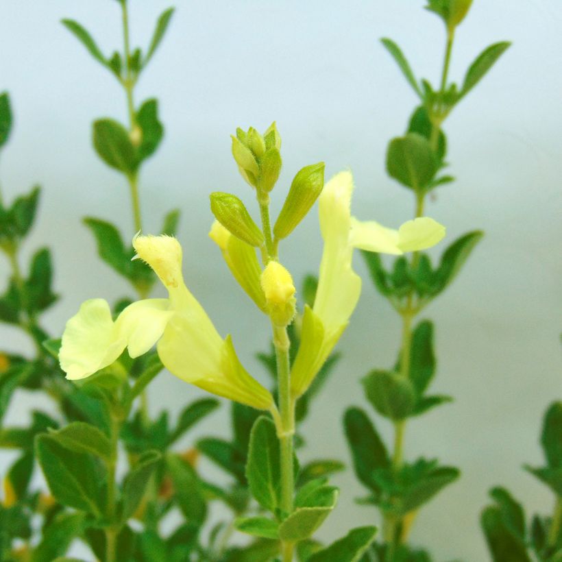Sálvia jamensis Suncrest® Lemon Light (Floração)