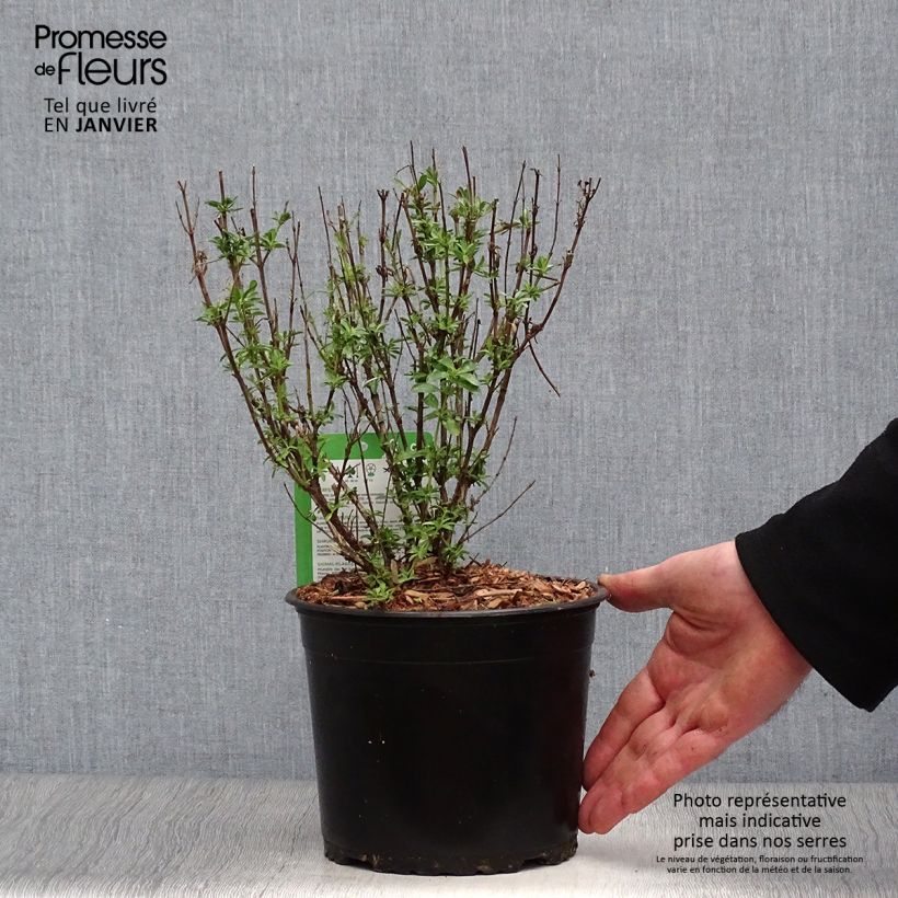 Amostra de Sálvia jamensis Suncrest® Lemon Light Vaso de 2 L/3 L tal como entregue no inverno