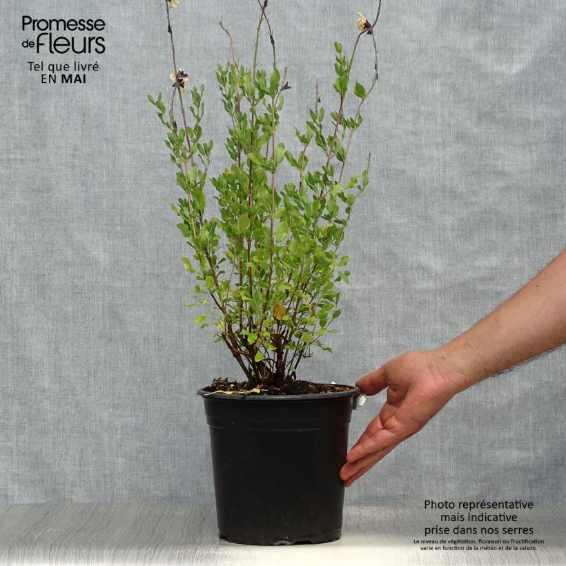 Amostra de Sálvia jamensis Melen® Vaso de 4 L/5 L tal como entregue na primavera