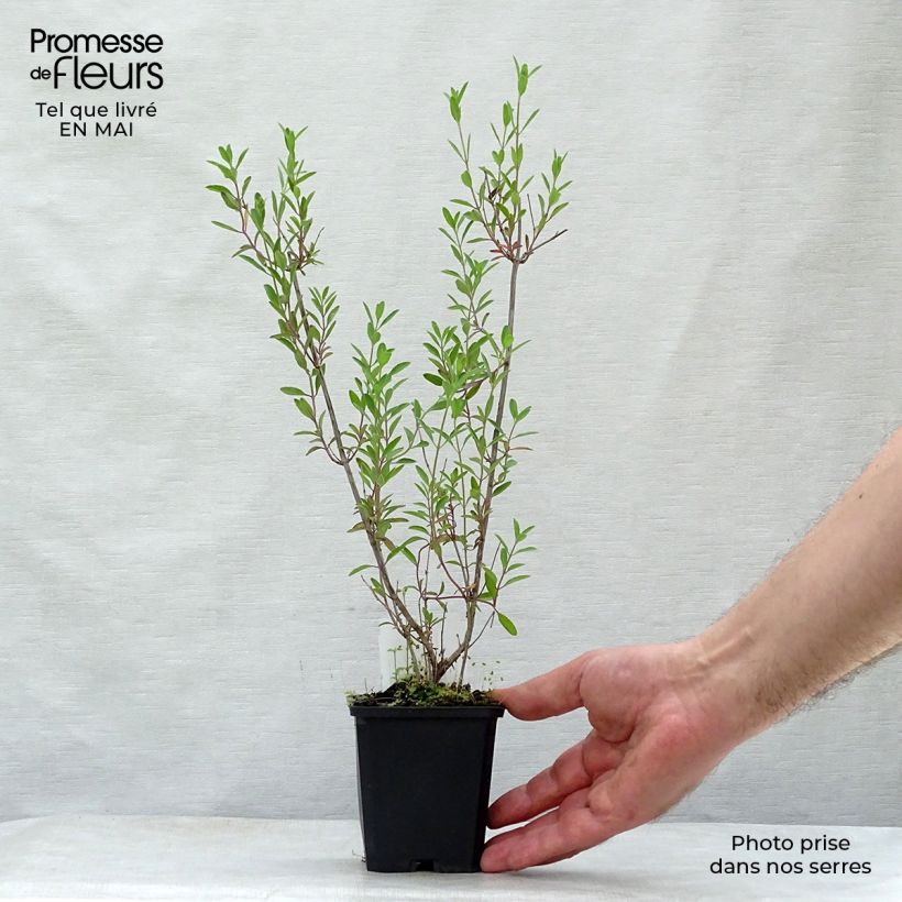 Amostra de Sálvia microphylla Nachtvlinder® (Papillon de Nuit) Vaso de 8/9 cm tal como entregue na primavera