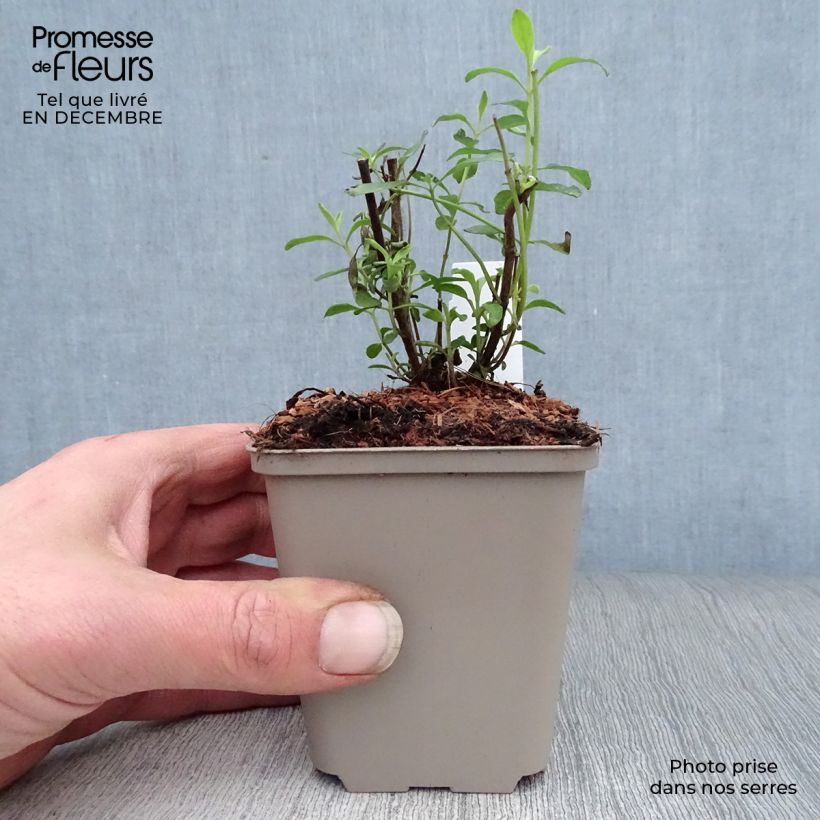 Amostra de Sálvia microphylla Nachtvlinder® (Papillon de Nuit) Vaso de 8/9 cm tal como entregue no inverno