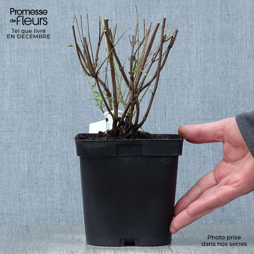 Amostra de Sálvia jamensis Pluenn® Vaso de 2 L/3 L tal como entregue no inverno