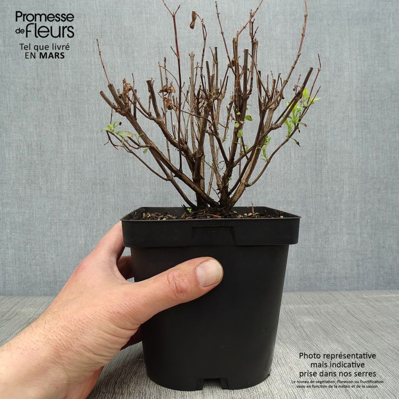 Amostra de Sálvia jamensis Pluenn® Vaso de 2 L/3 L tal como entregue na primavera