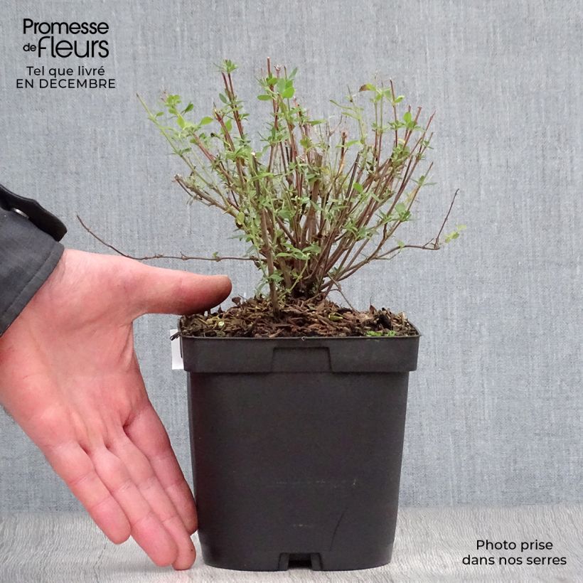 Amostra de Sálvia jamensis Reve Rouge Vaso de 2 L/3 L tal como entregue no inverno